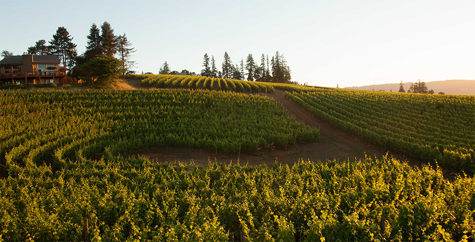 Red Hills Vineyard