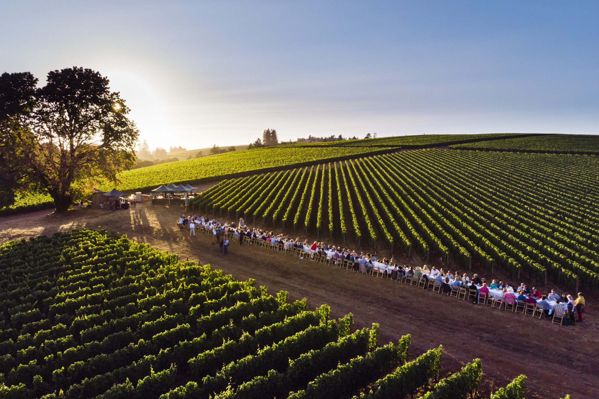 Dinner in the Vineyard