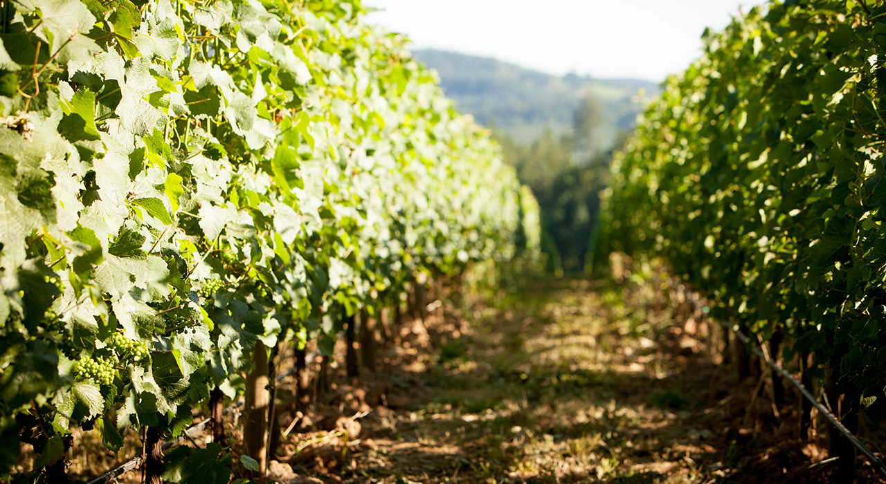Our Estate Vineyards Archery Summit