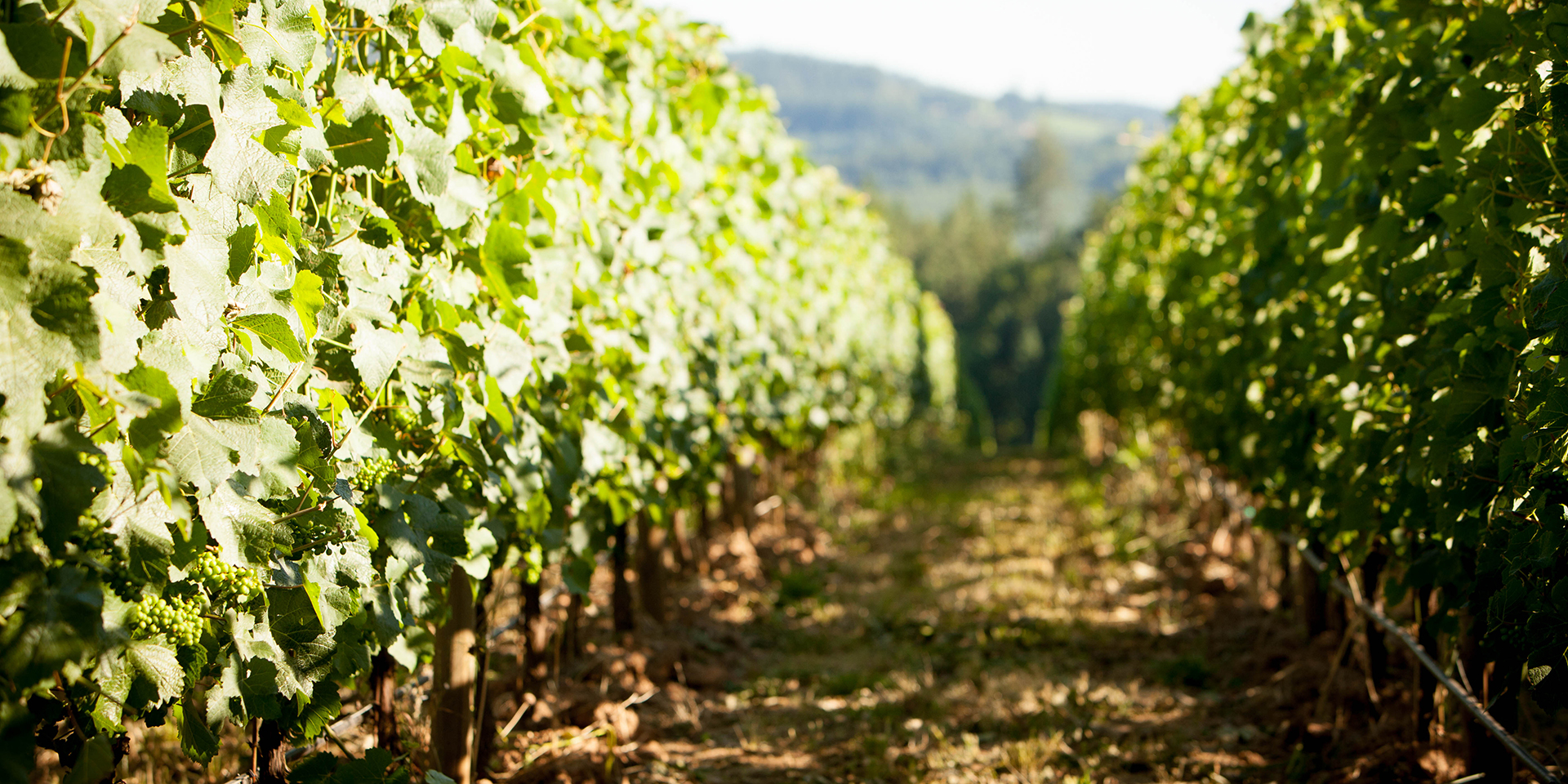 Grape Vines Closeup