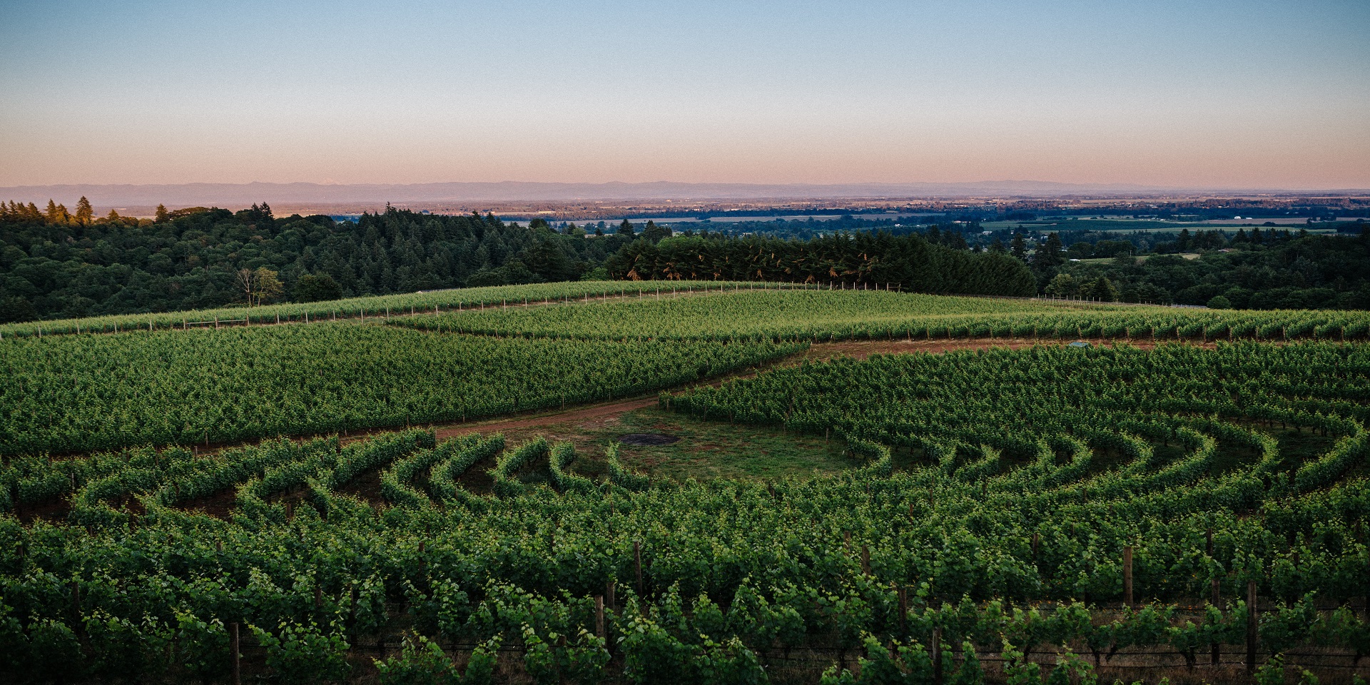 Archery Summit WineryArchery Summit Winery Vineyard with Circle Planting