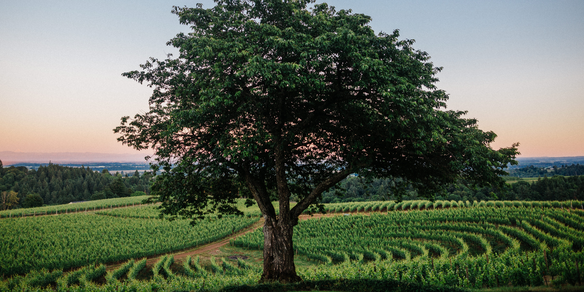 Tree in vineyard at sunset