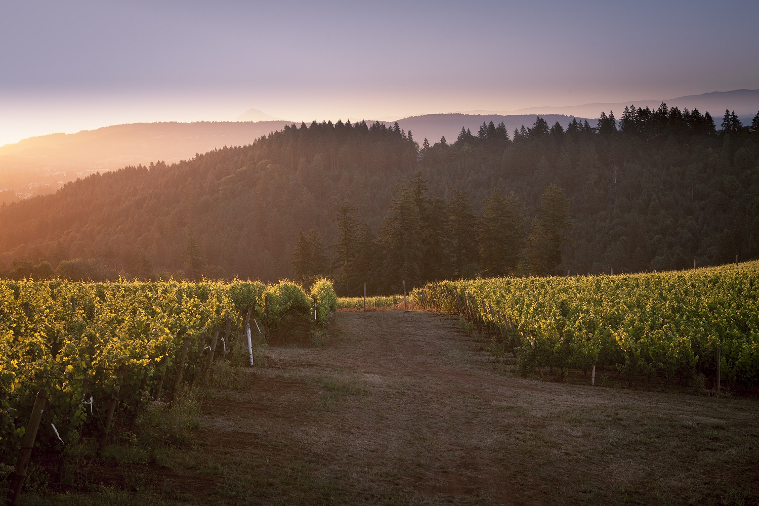 Red Hills Vineyard at Sunset