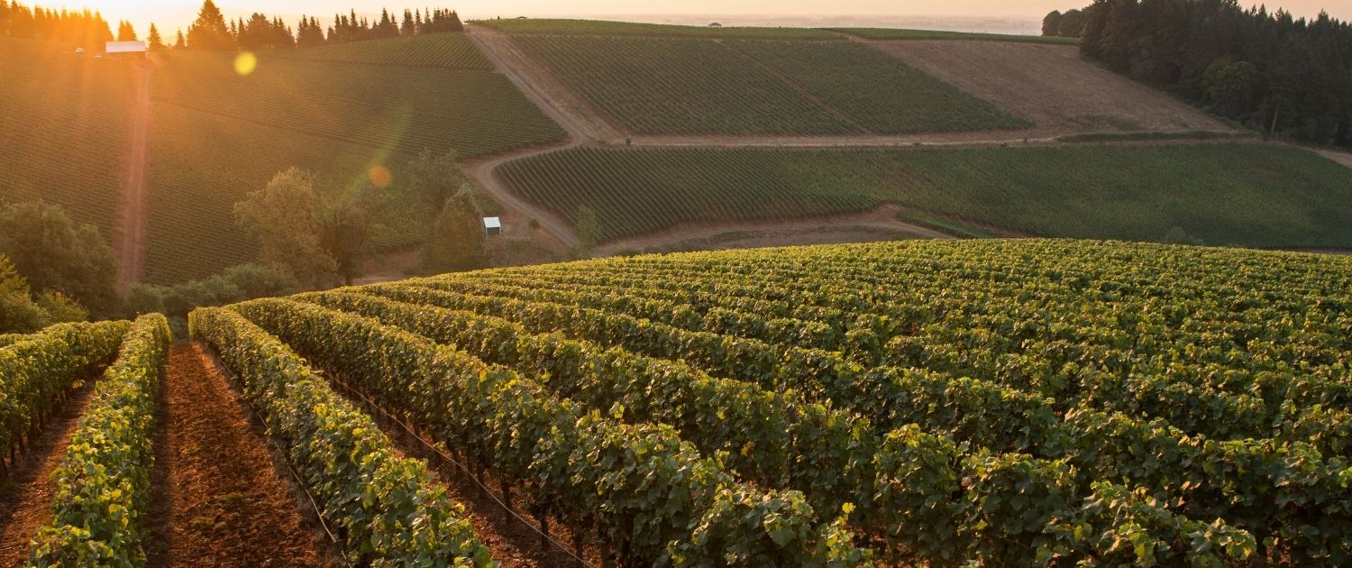 Arcus vineyard at sunset