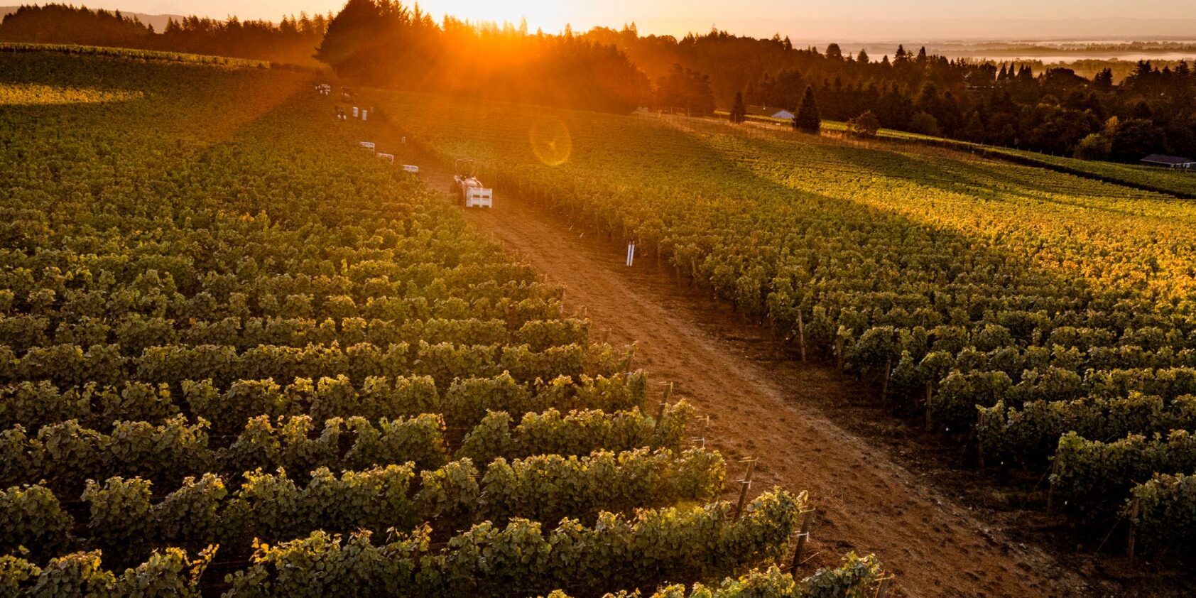 Sunrise at Red Hills Vineyard in Oregon.