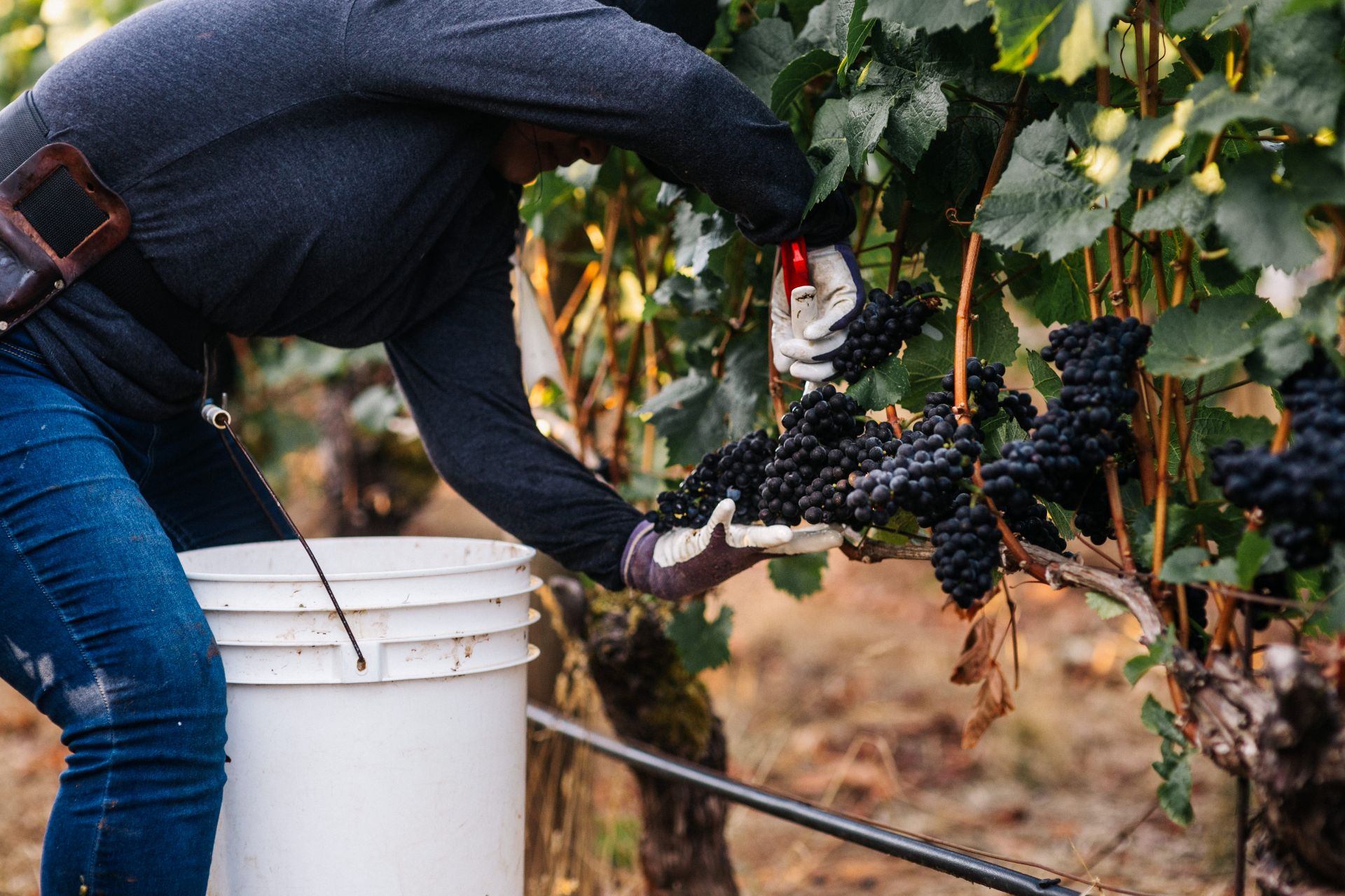 A person wearing gloves harvests dark grapes from a vine using pruning shears, placing the grapes into a white bucket in a vineyard.
