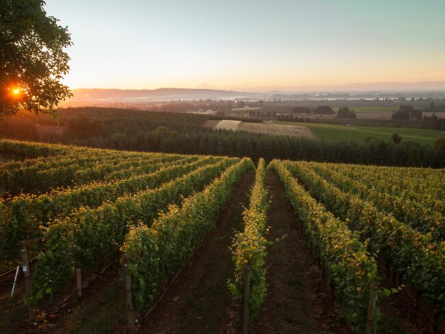 Rows of grapevines stretch across a vineyard at sunset, with lush green fields and distant hills under a soft, colorful sky. The sun is partially visible, casting a warm glow over the landscape.