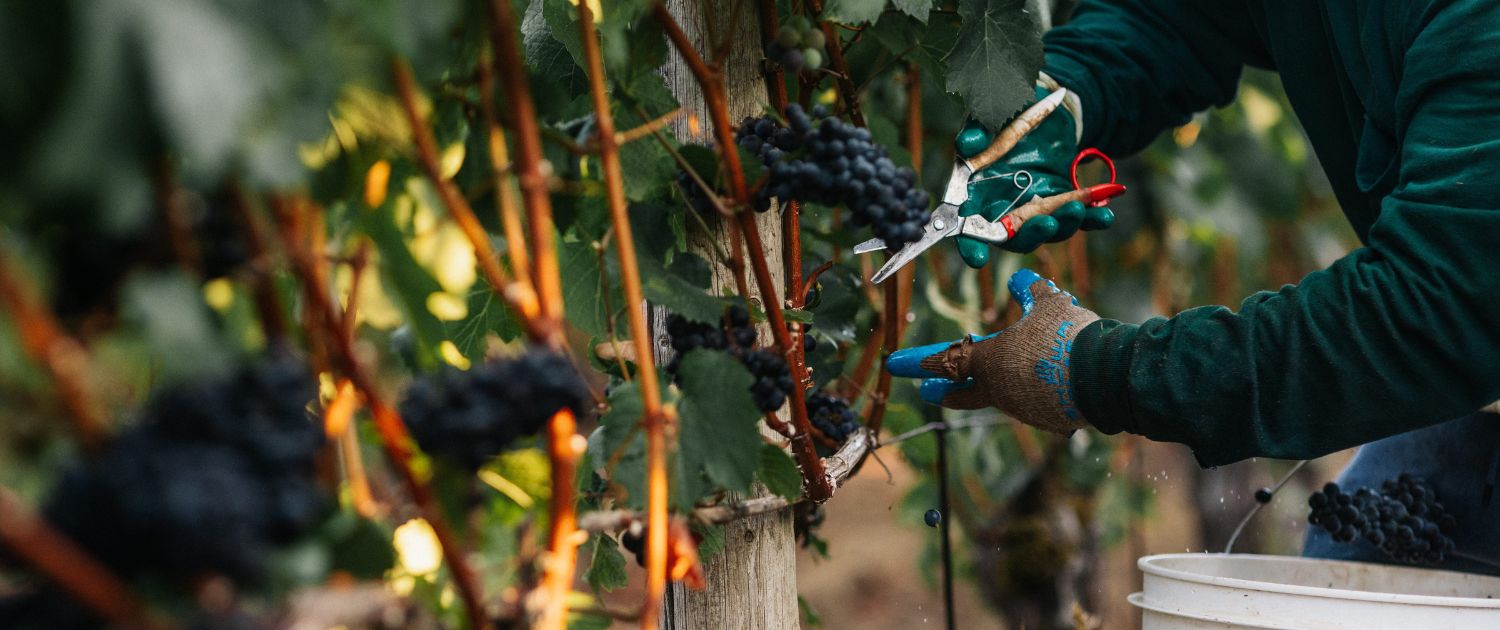 A person wearing gloves harvests ripe grapes from a vine using pruning shears, with a white bucket nearby, in a vineyard.
